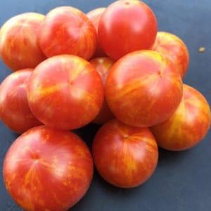 Plant de tomate-cerise "JAN'S"