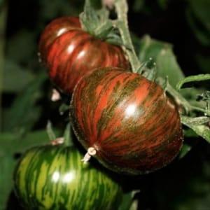 Plant tomates Chocolates stripes