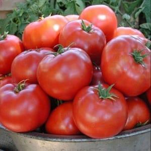 Plant tomate Légend