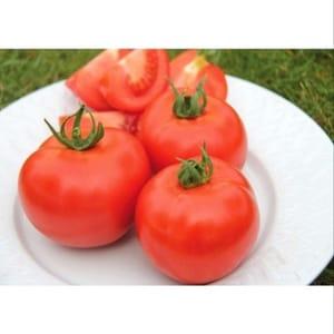 Plant tomates Cindel F1