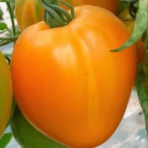 Plant tomates coeur de bœuf jaune