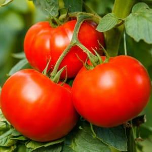 Plant tomates joie de la table