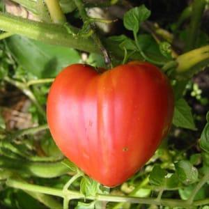 Plants tomate cœur de bœuf rouge