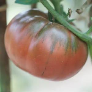 Plant Tomate Black From Tula