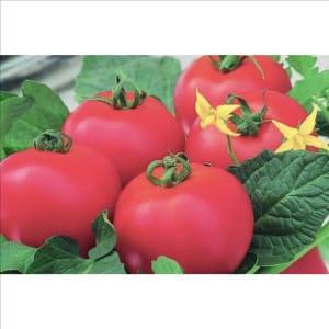 Plant tomate Diplom F1