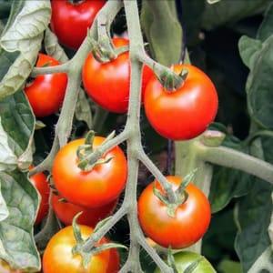 Plant tomates cerises délices du jardinier