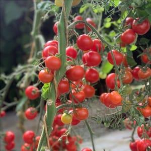 Plant tomate cerise  Miel du mexique