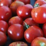 Plant tomate Précoce de quimper