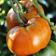 Plant de Tomate grosse Orange