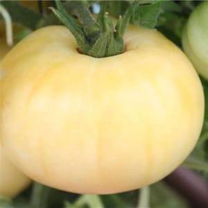Plant tomate beauté blanche