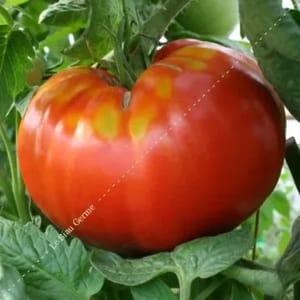 Plant tomate beefsteak