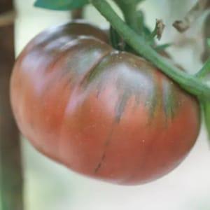 Plant tomate black tula