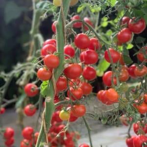 Plant tomate cerise miel mexique