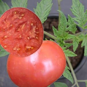 Plant tomate rose de Berne