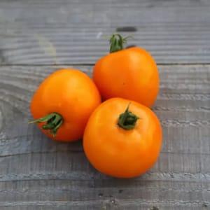 Plant tomate valencia