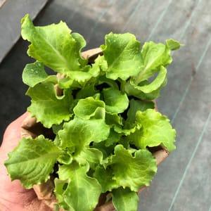 Plant salade Batavia