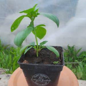plant de basilic