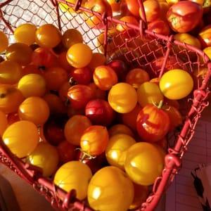 Tomates Cerises BIO