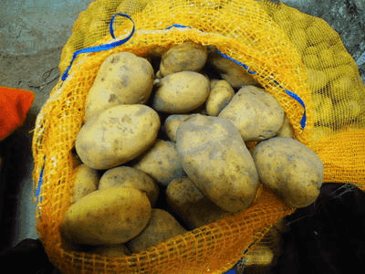 Pommes de terre ecrin (Polyvalente)
