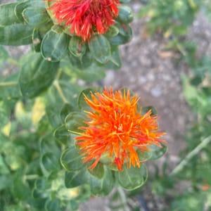 Semences Fleurs Carthame des Teinturiers cultivée (orange non épineuse)