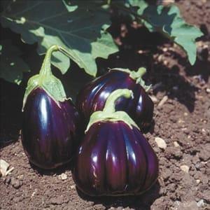 Plant aubergine Black Beauty