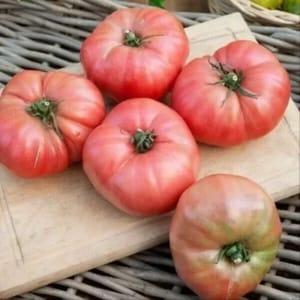 Plant de tomate rose de berne