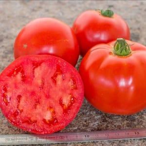 Plant de tomate merveille des marchés
