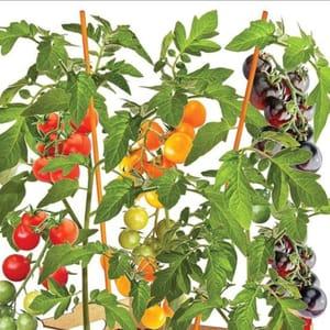 Assortiment de plants de tomates cerises x 3
