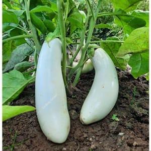 Plant aubergine blanche Dourga