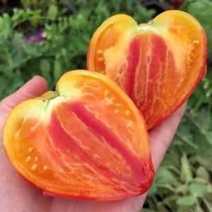 Tomate Coeur de Boeuf Orange Russian