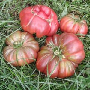 Plant de Tomate mauve 'Purple Calabash'