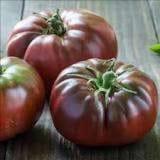 Plant de tomate Noire Russe
