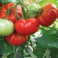 plant tomate greffé BUFFALO STEAK (F1) (Lourdes)