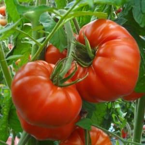 Plant Tomate Greffé MARBONNE (F1) (Lourdes)