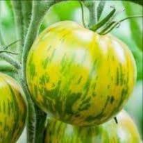 Plant de tomate - Green Zebra