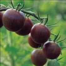 Plant de tomate cerise - Brown Berry