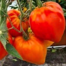 Plant de tomate - Coeur de Boeuf rouge