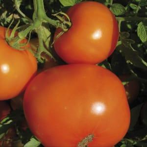 Plant de tomate - Carotina