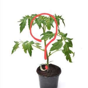 Plant de tomate Surprise