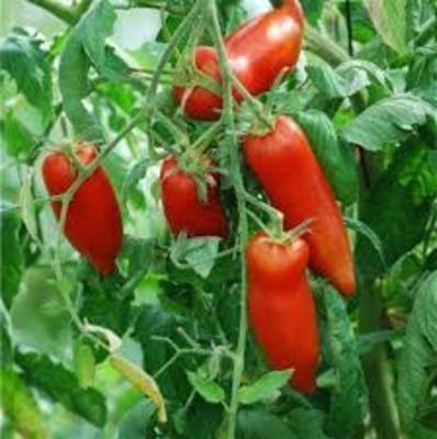 Plant de Tomate rouge 'Cornue des Andes'