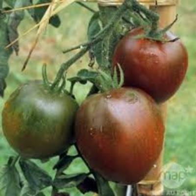 Plant de Tomate noire 'Noire de crimée'