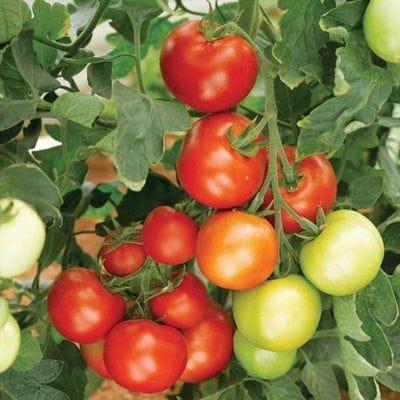 Plant de Tomate rouge très précoce  'Moneymaker'