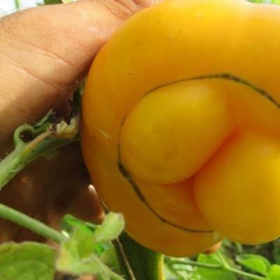 Plant de Tomate jaune 'Jaune St Vincent'