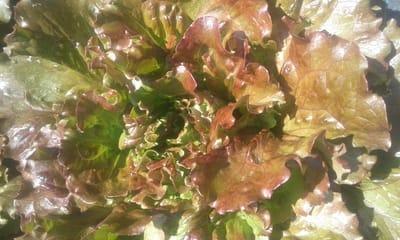 salade batavia rouge