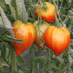 Les Limons de Toulotte Les Limons de Toulotte #6