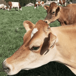 GAEC Vach'mont Bio GAEC Vach'mont Bio #2