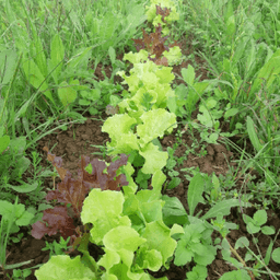 Ferme du Trèfle Rouge Ferme du Trèfle Rouge #3