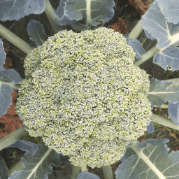 Les Limons de Toulotte Les Limons de Toulotte #4