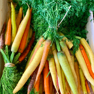 carotte botte