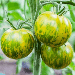 Plant Tomate "Green Zebra"